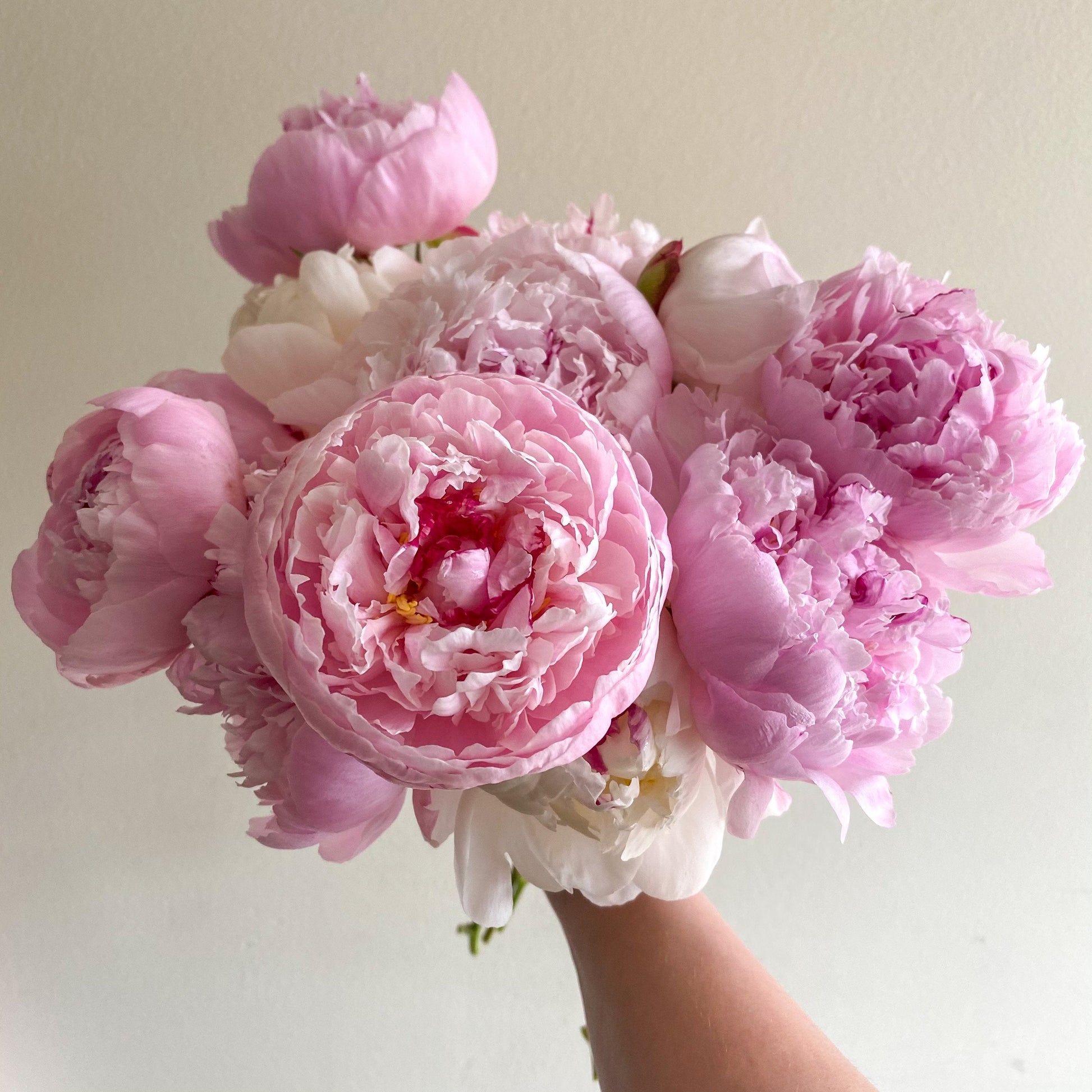 Mother's Day Peonies by the Bunch 🌸 Only Available for Mother's Day Weekend - May 8th & 9th - Brave Blooms